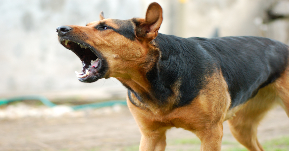 Dog Bite Laws in British Columbia - Stephens and Holman Law